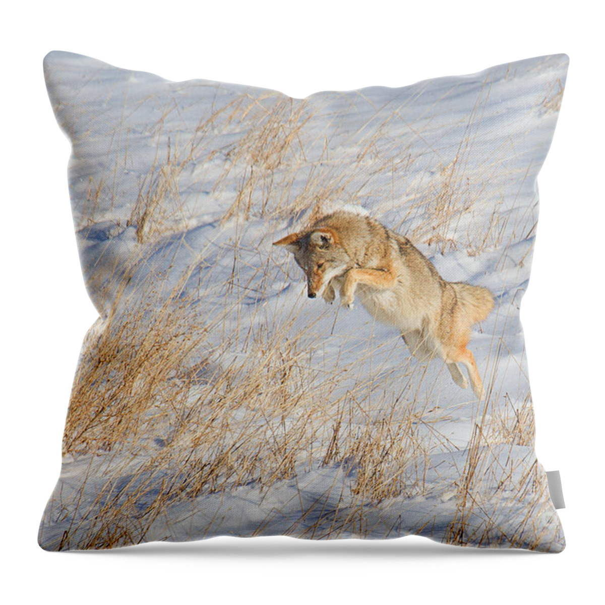 Coyote Throw Pillow featuring the photograph The High Jump by Jim Garrison