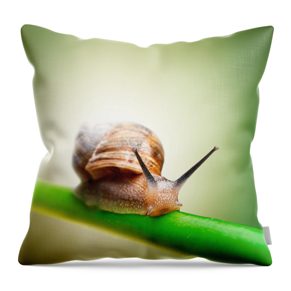 Snail Throw Pillow featuring the photograph Snail on green stem by Johan Swanepoel