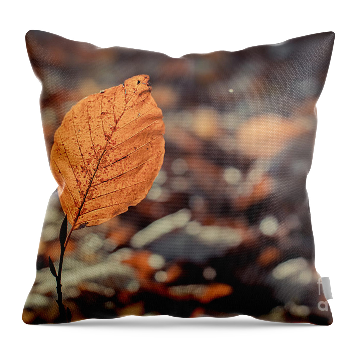 Autumn Throw Pillow featuring the photograph The Leaf by Hannes Cmarits