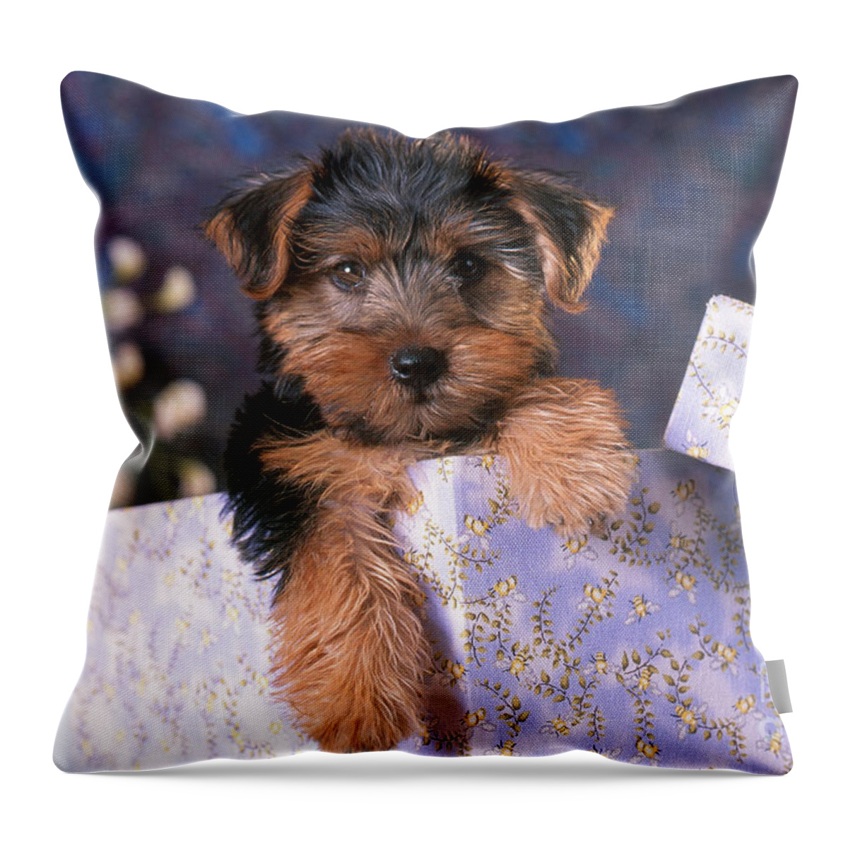 Animal Throw Pillow featuring the photograph Yorkshire Terrier Puppy by Alan and Sandy Carey