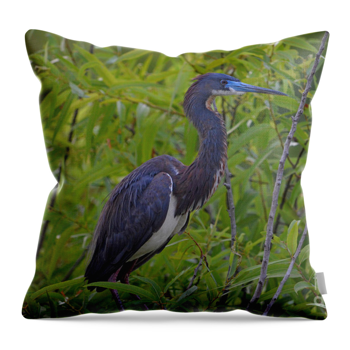 Tri-colored Heron Throw Pillow featuring the photograph 13- Tri-Colored Heron by Joseph Keane