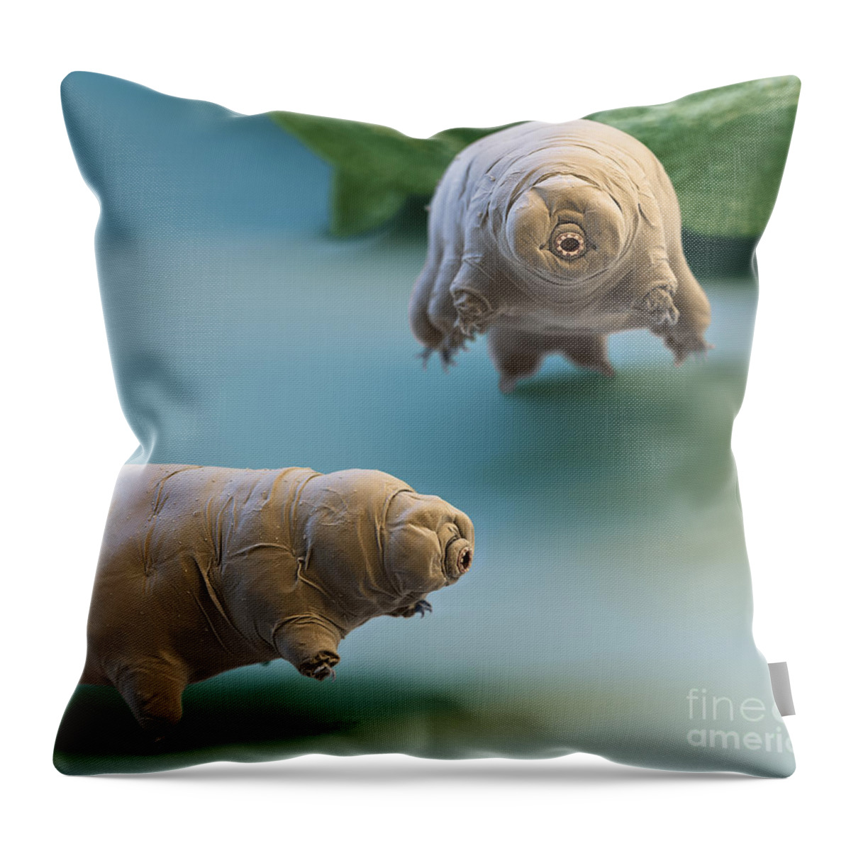 Paramacrobiotus Fairbanki Throw Pillow featuring the photograph Water Bear by Eye of Science and Science Source