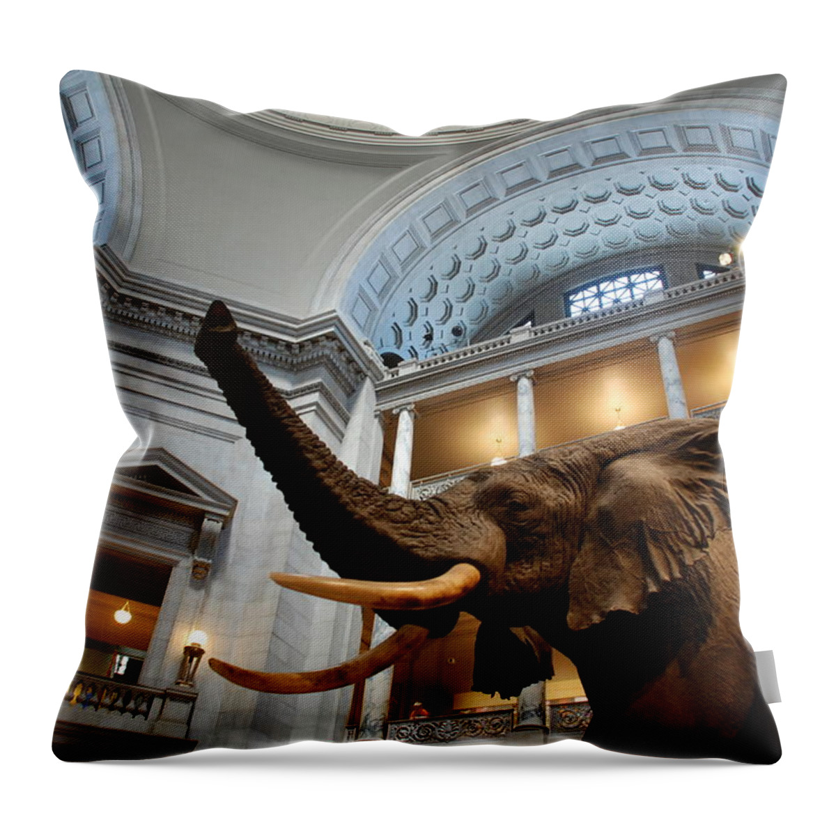 Bull Elephant Throw Pillow featuring the photograph Bull Elephant in Natural History Rotunda by Kenny Glover