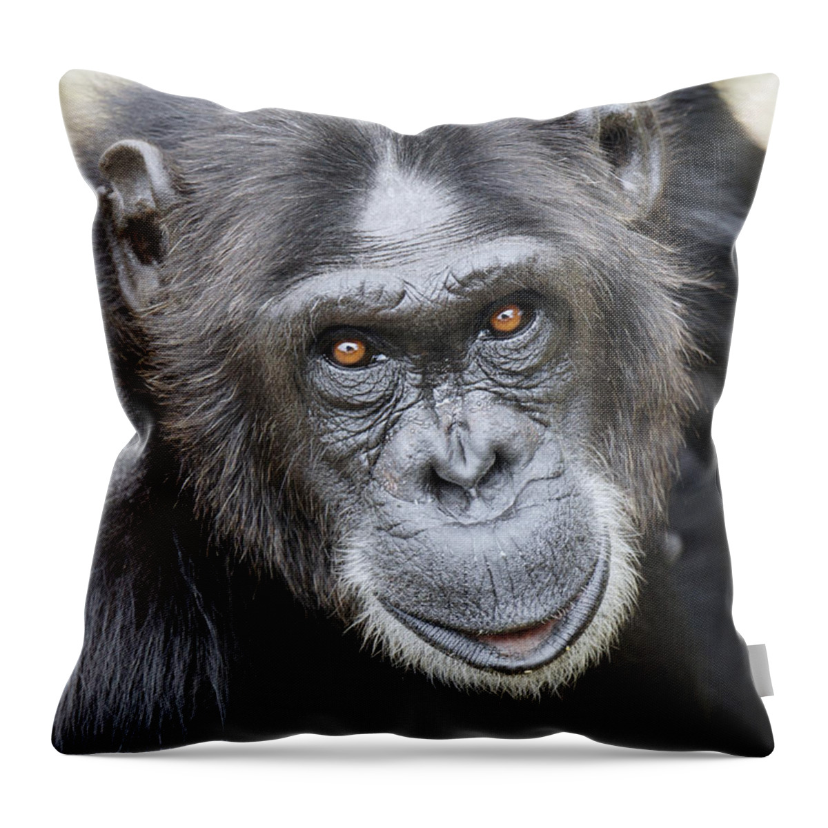 Hiroya Minakuchi Throw Pillow featuring the photograph Chimpanzee Portrait Ol Pejeta #2 by Hiroya Minakuchi