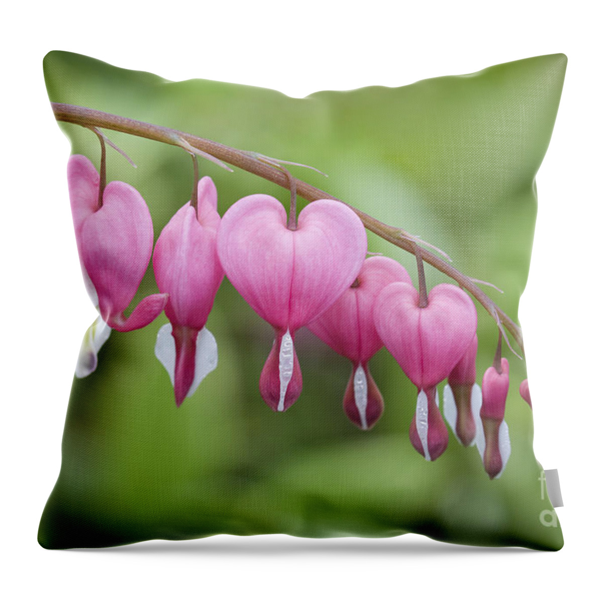 Bleeding Hearts Throw Pillow featuring the photograph Hang in There by Patty Colabuono