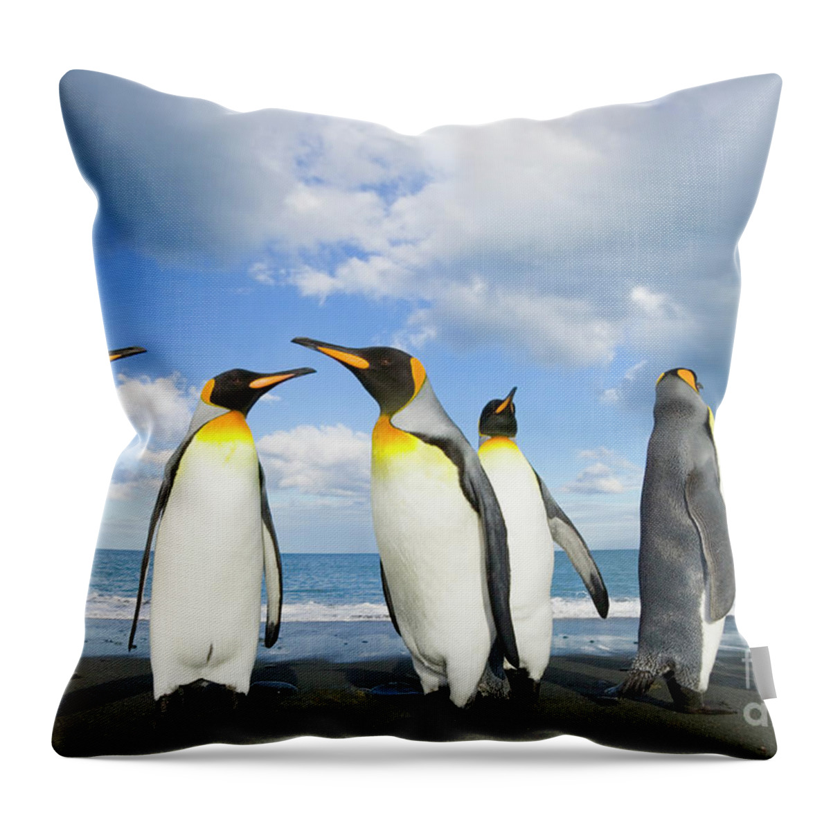 00345362 Throw Pillow featuring the photograph King Penguins in Gold Harbour by Yva Momatiuk John Eastcott