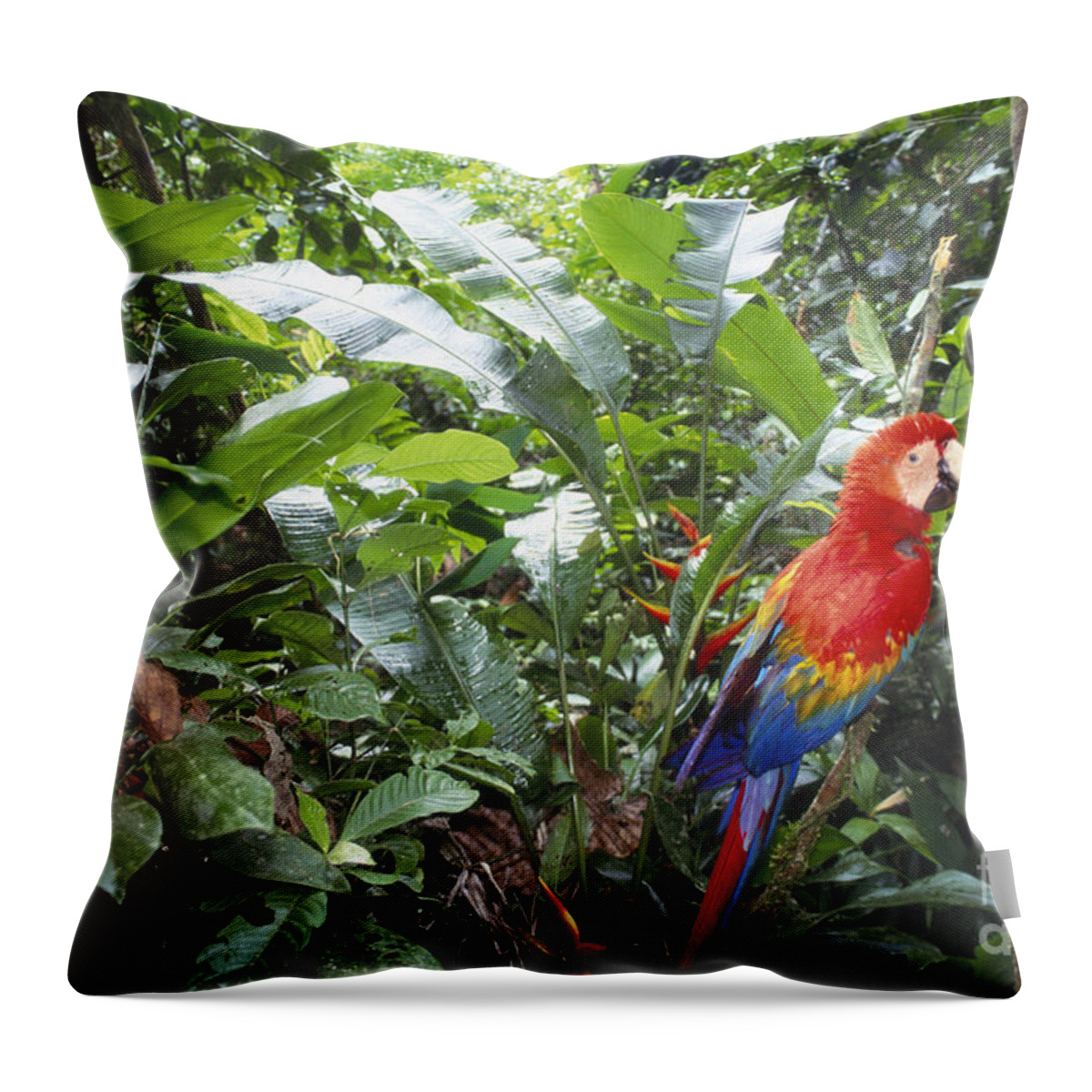 Full Length Throw Pillow featuring the photograph Scarlet Macaw by Art Wolfe