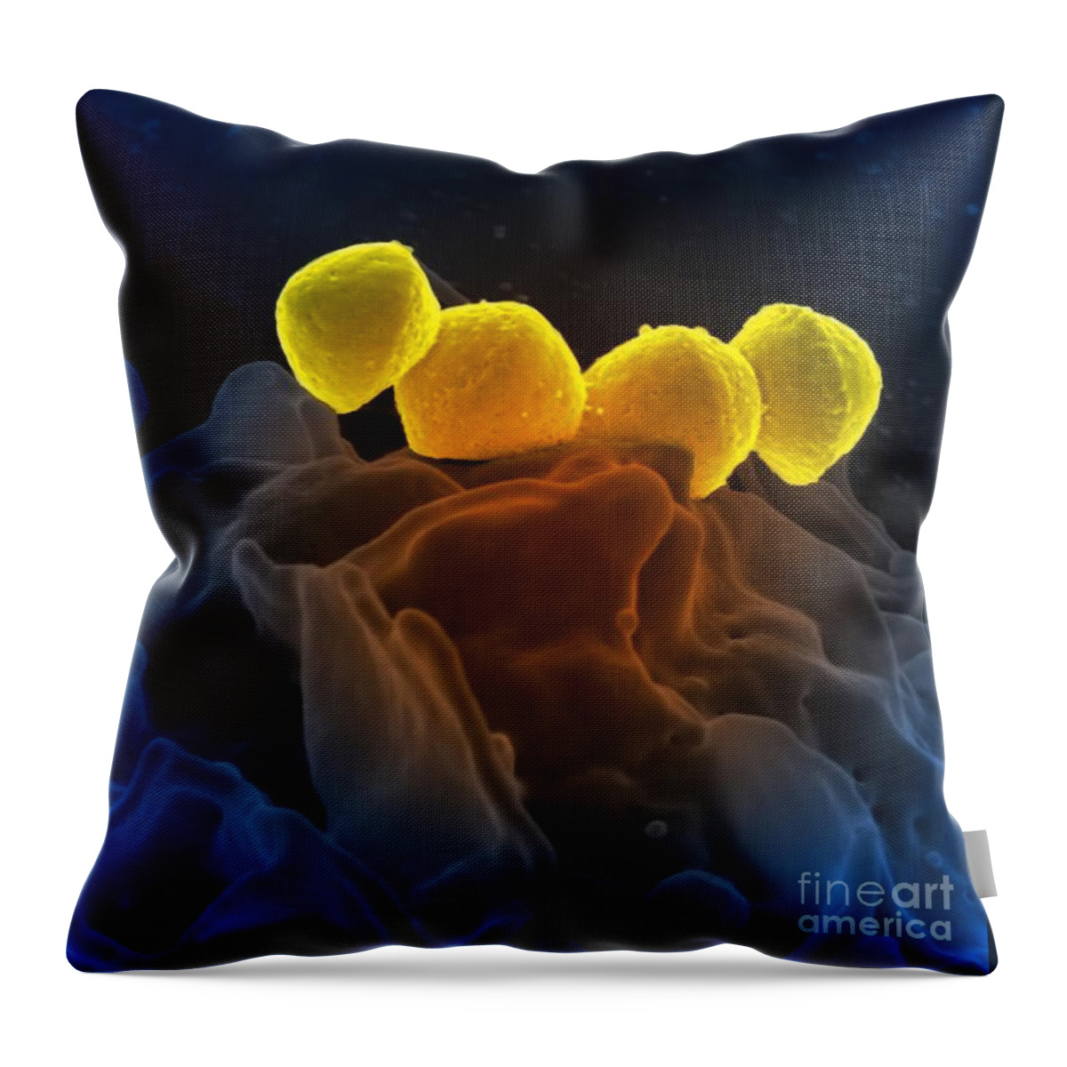 Microbiology Throw Pillow featuring the photograph Streptococcus Pyogenes Bacteria Sem by Science Source