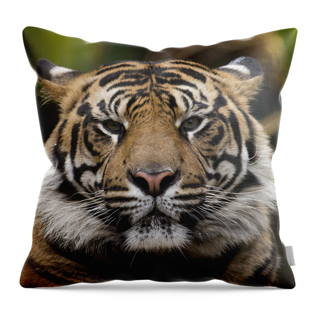 San Diego Zoo Throw Pillow featuring the photograph Sumatran Tiger by San Diego Zoo