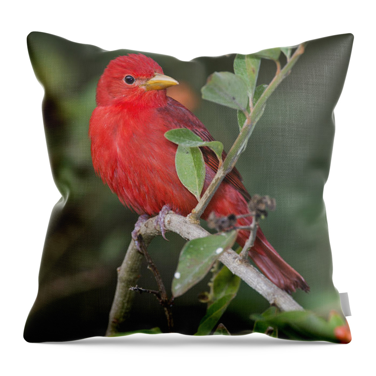 Summer Tanager Throw Pillow featuring the photograph Summer Tanager by Anthony Mercieca