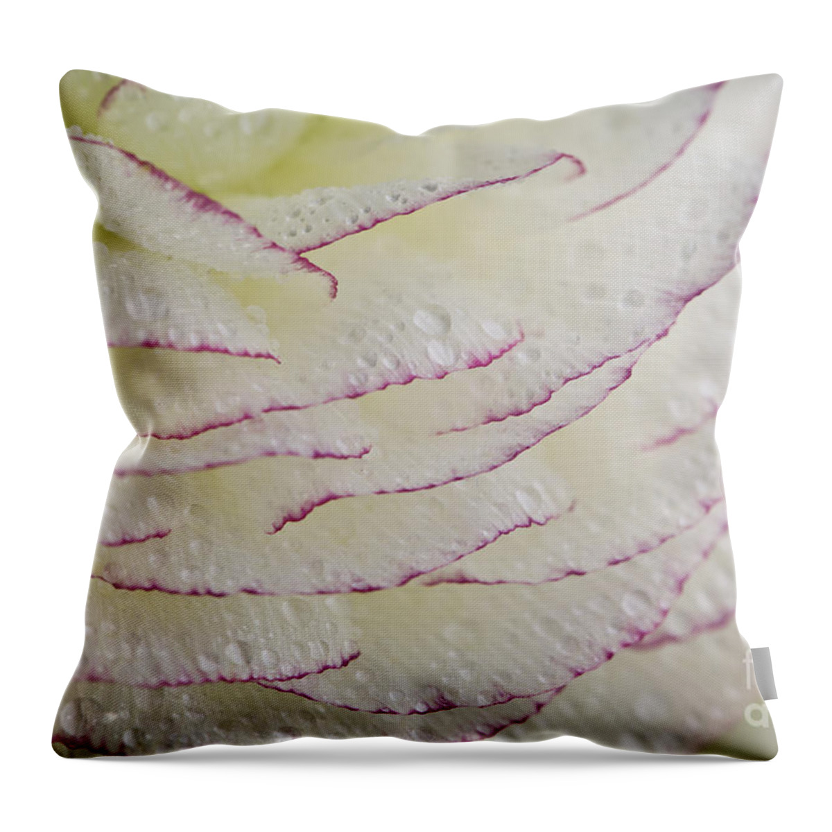 Buttercup Throw Pillow featuring the photograph Buttercup flower with Dew by Nailia Schwarz