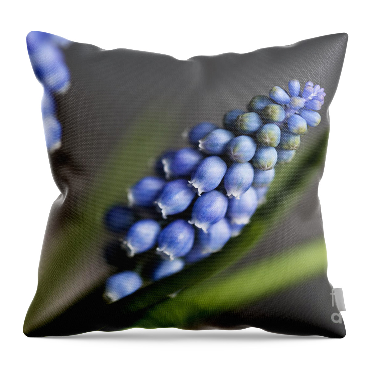 Hyacinth Throw Pillow featuring the photograph Grape Hyacinth by Nailia Schwarz
