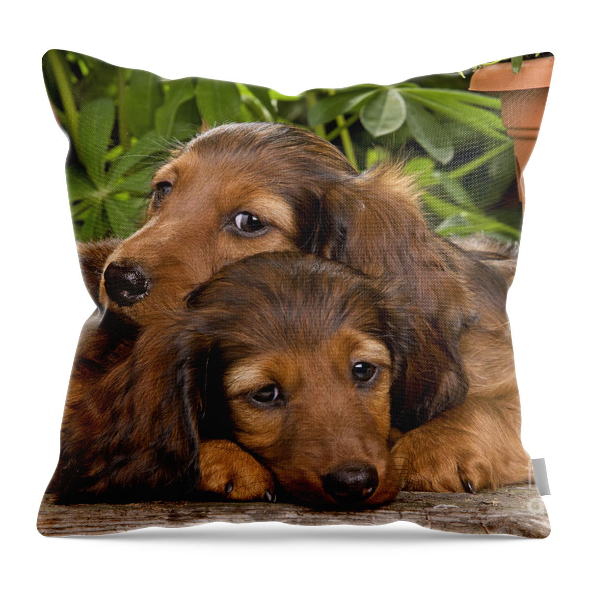 Dachshund Throw Pillow featuring the photograph Long-haired Dachshunds by Jean-Michel Labat
