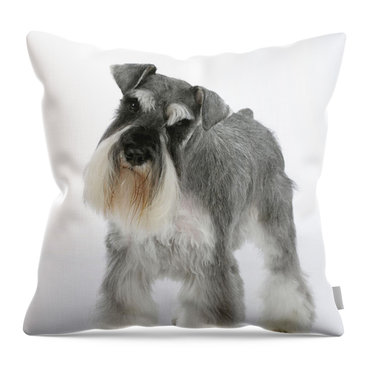 Dog Throw Pillow featuring the photograph Miniature Schnauzer by John Daniels
