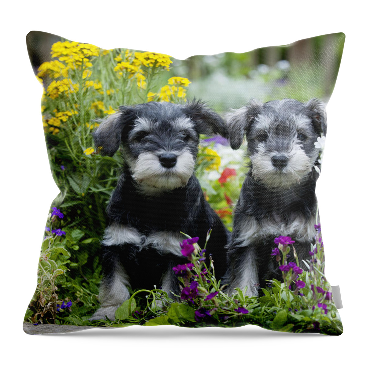 Dog Throw Pillow featuring the photograph Schnauzer Puppy Dogs by John Daniels