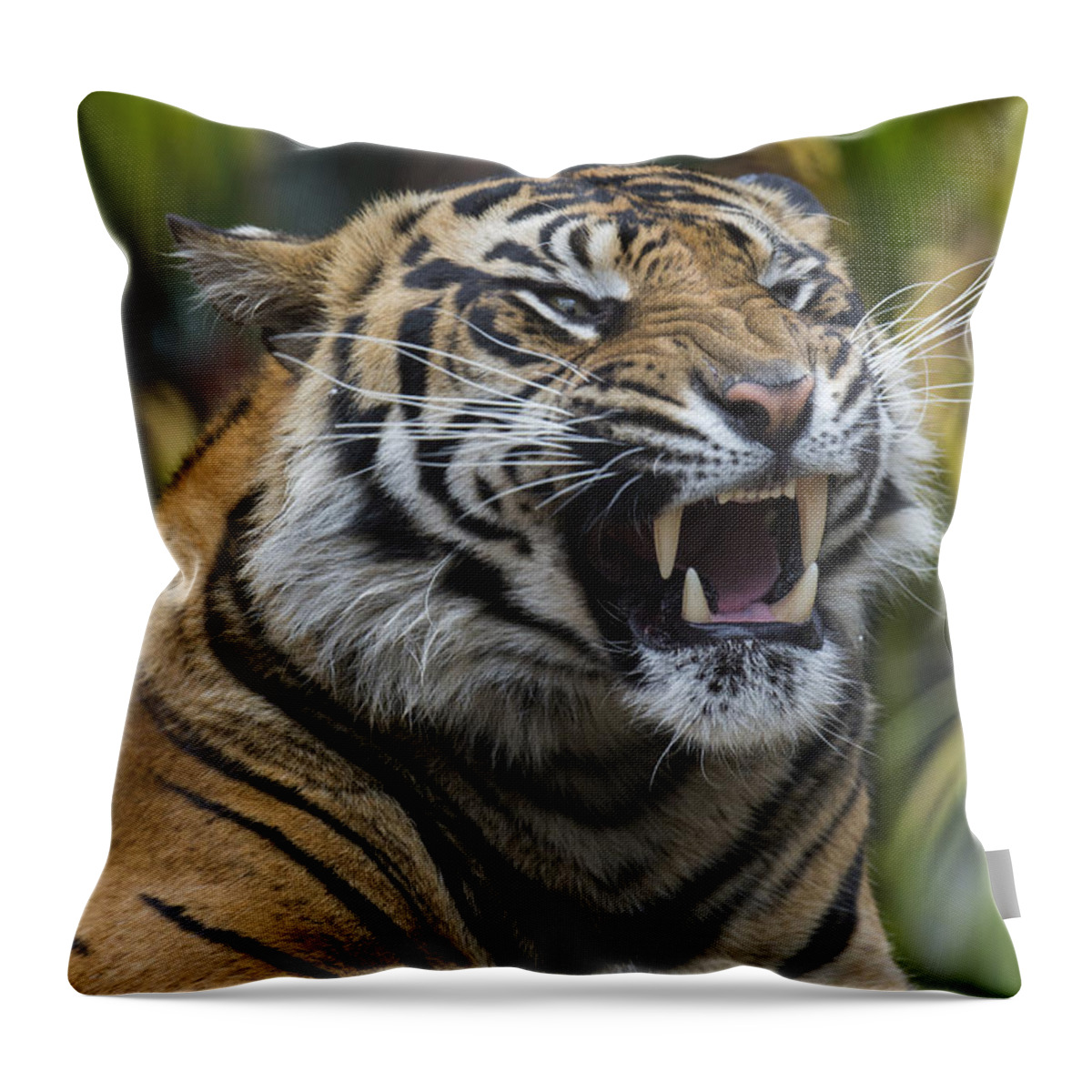San Diego Zoo Throw Pillow featuring the photograph Sumatran Tiger by San Diego Zoo
