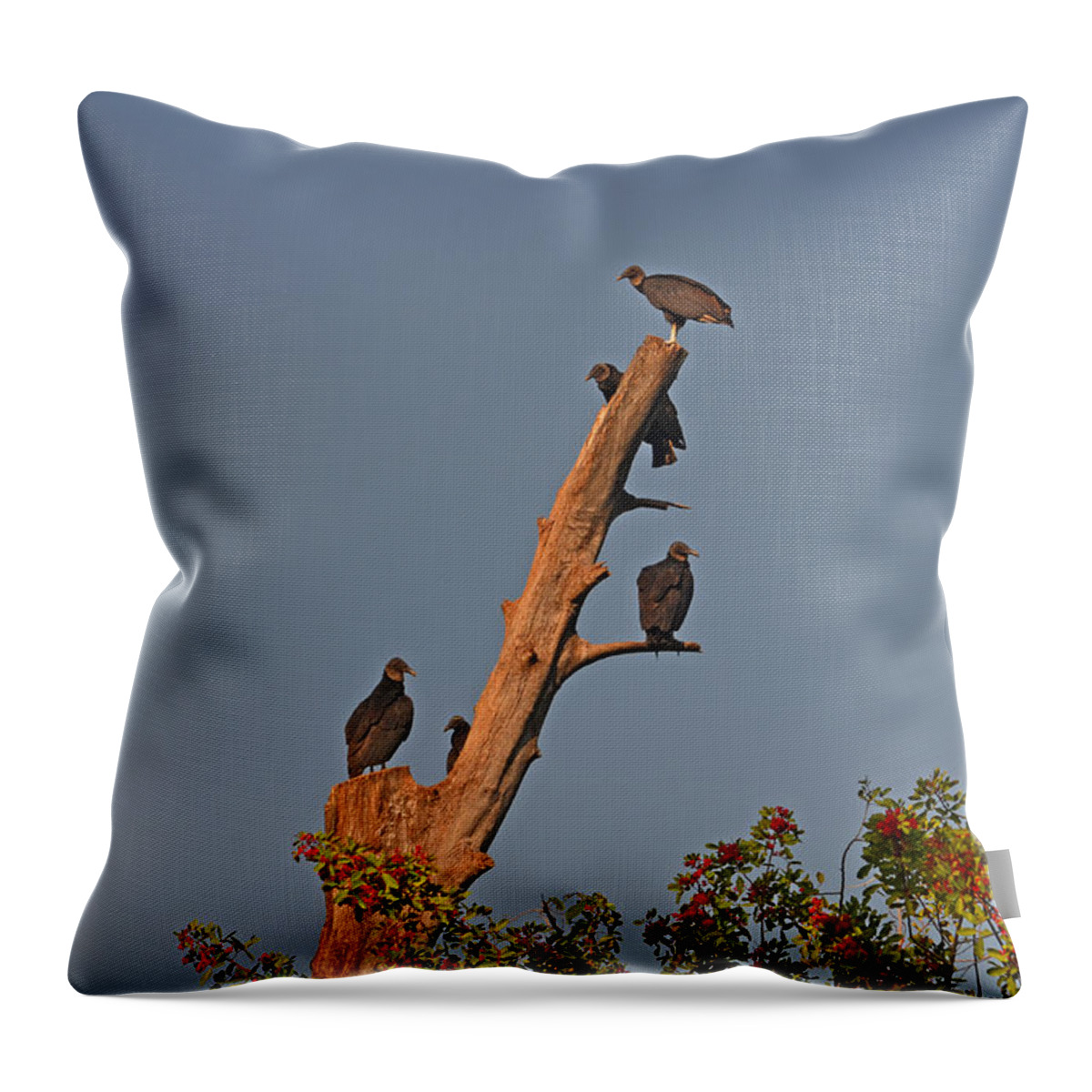  Throw Pillow featuring the photograph 4- Black Vultures by Joseph Keane