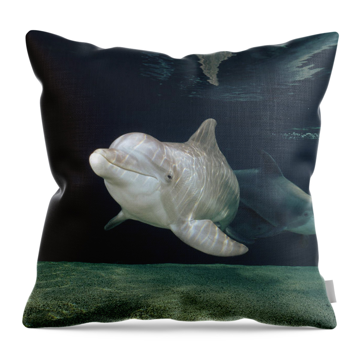 Feb0514 Throw Pillow featuring the photograph Bottlenose Dolphin Pair Hawaii by Flip Nicklin