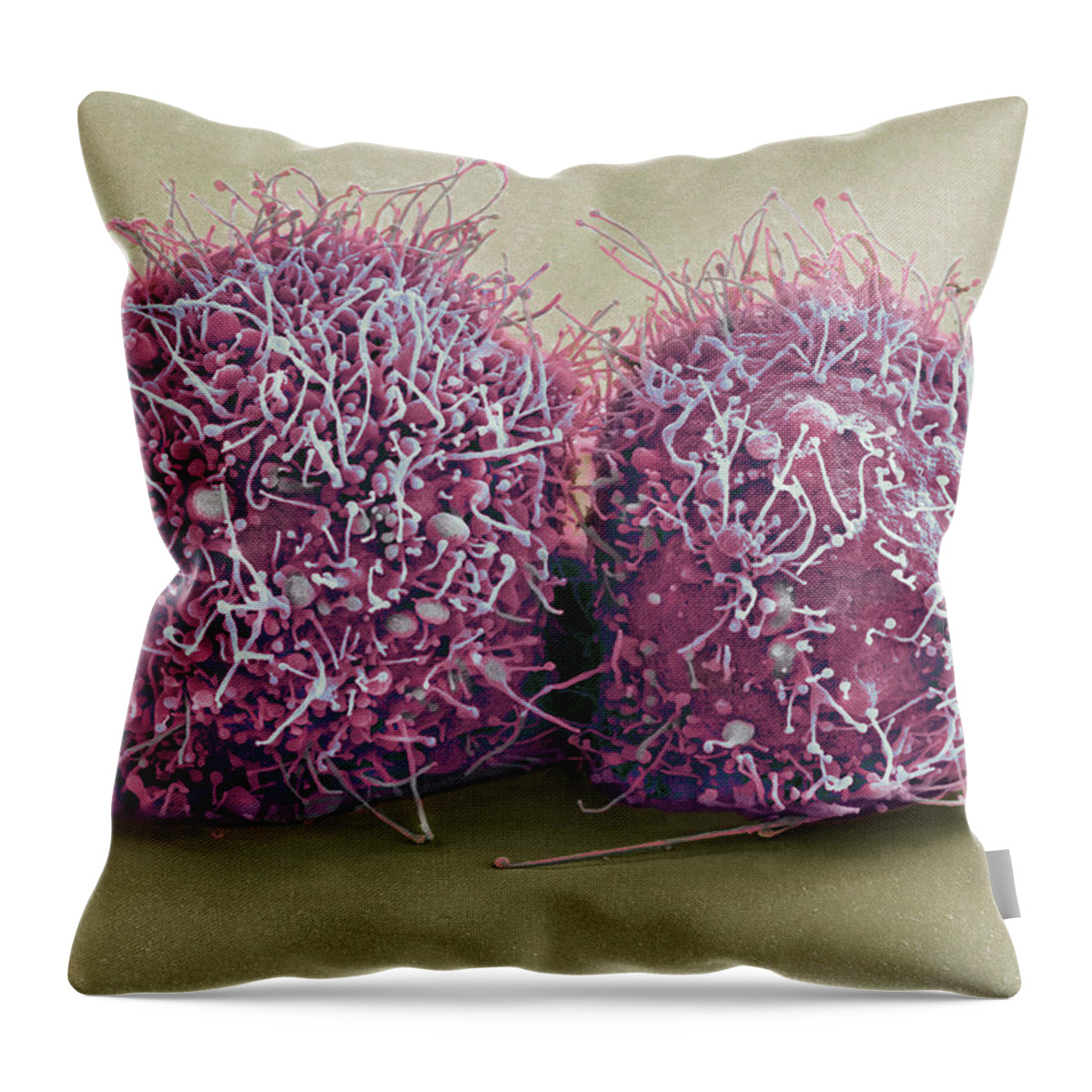 Science Throw Pillow featuring the photograph Dividing Hela Cells, Sem by Science Source