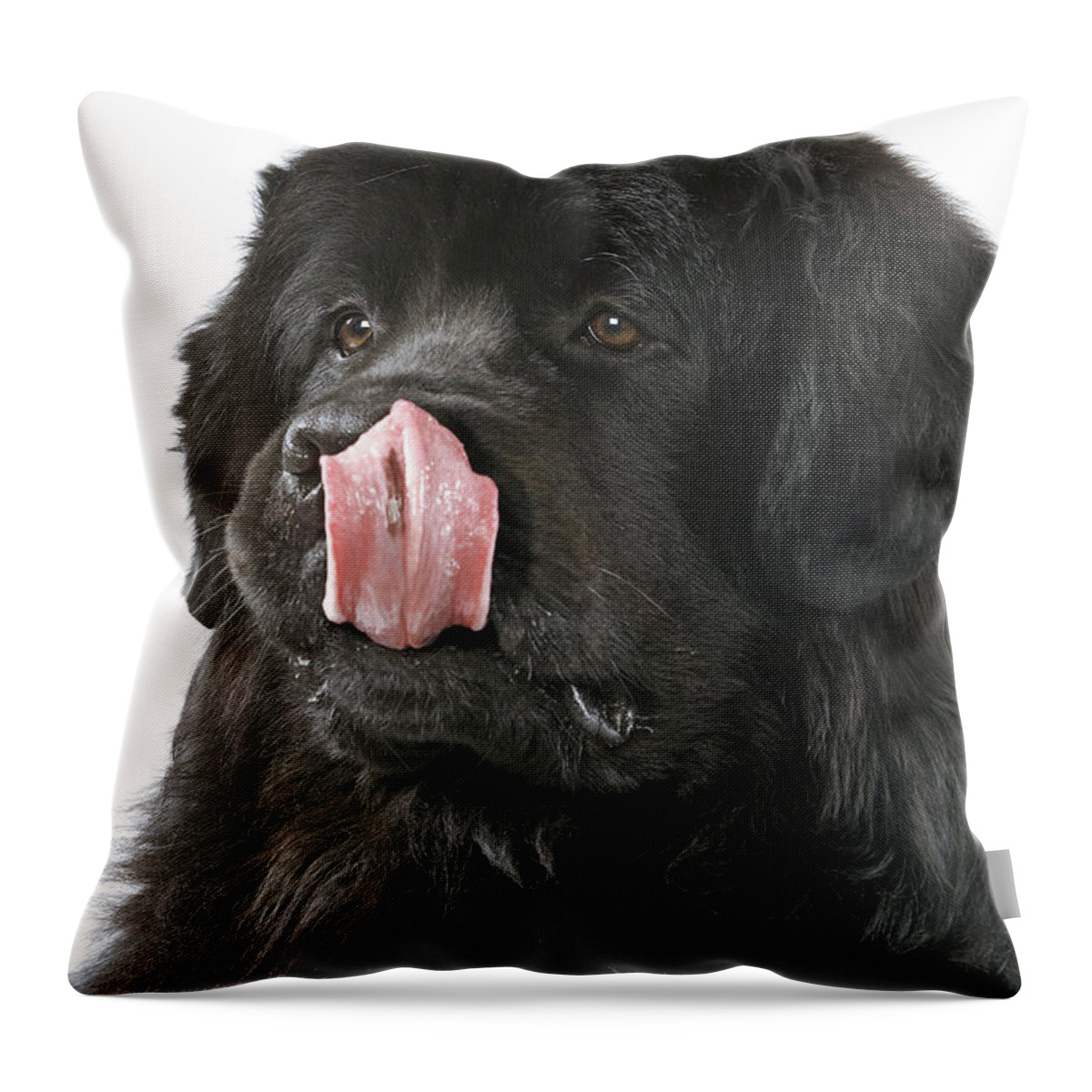 Newfoundland Throw Pillow featuring the photograph Newfoundland Dog by Jean-Michel Labat