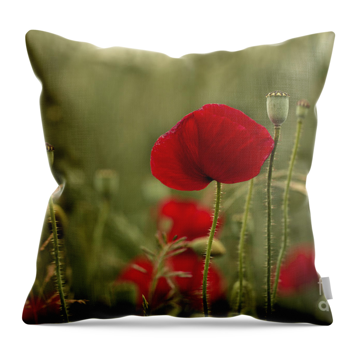 Poppy Throw Pillow featuring the photograph Red Poppy Flowers by Nailia Schwarz