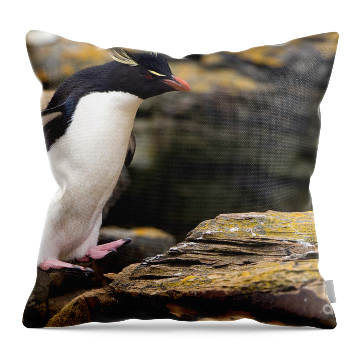 Southern Rockhopper Penguin Throw Pillow featuring the photograph Rockhopper Penguin by John Shaw