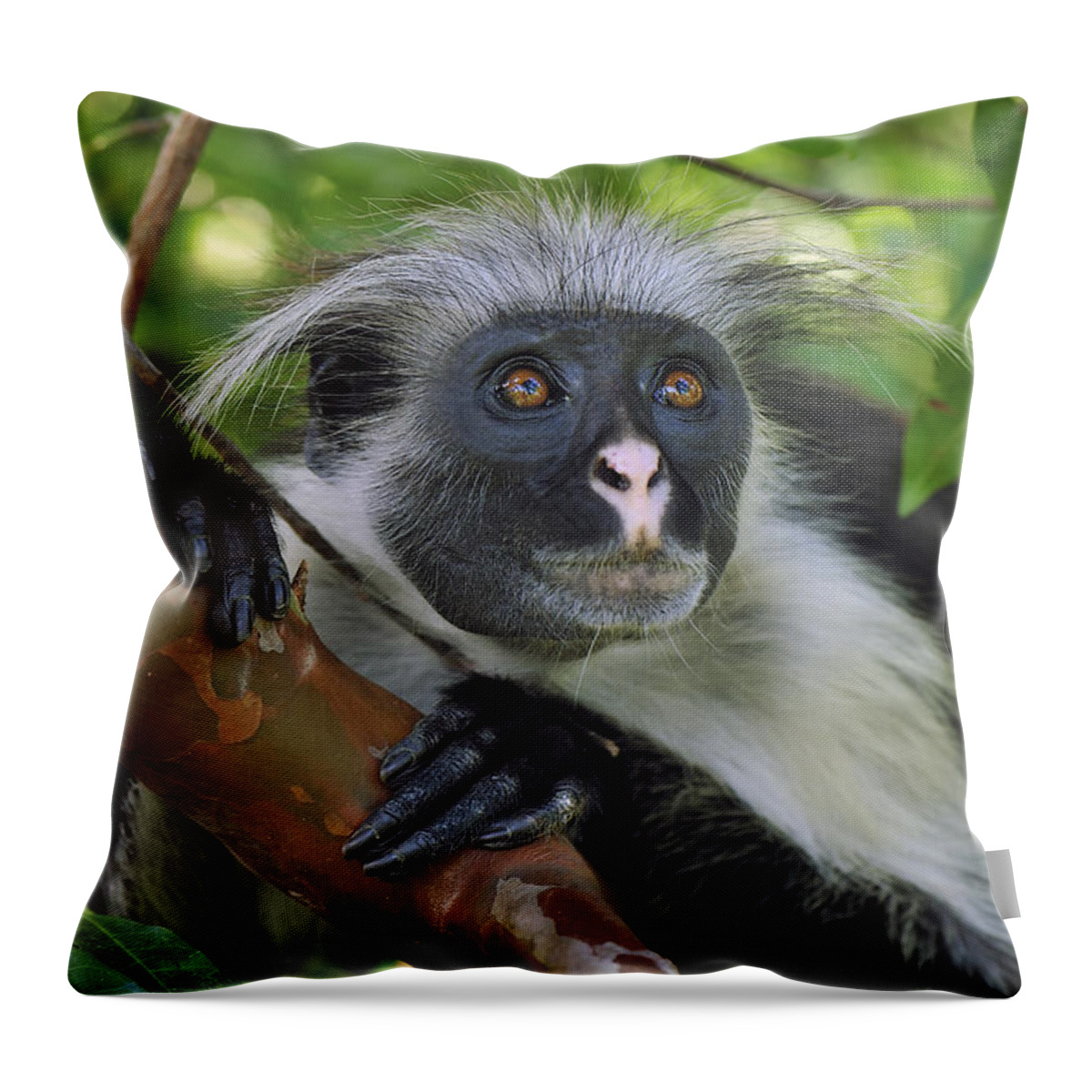 Thomas Marent Throw Pillow featuring the photograph Zanzibar Red Colobus Monkey by Thomas Marent