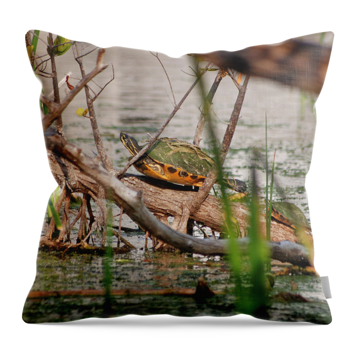 Red-bellied Turtle Throw Pillow featuring the photograph 42- Florida Red-Bellied Turtle by Joseph Keane