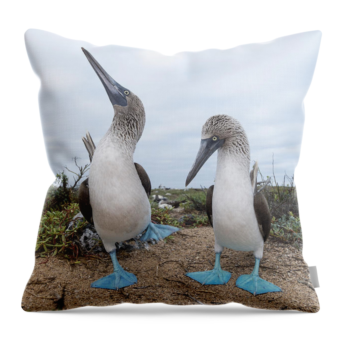 531676 Throw Pillow featuring the photograph Blue-footed Booby Courtship Dance by Tui De Roy