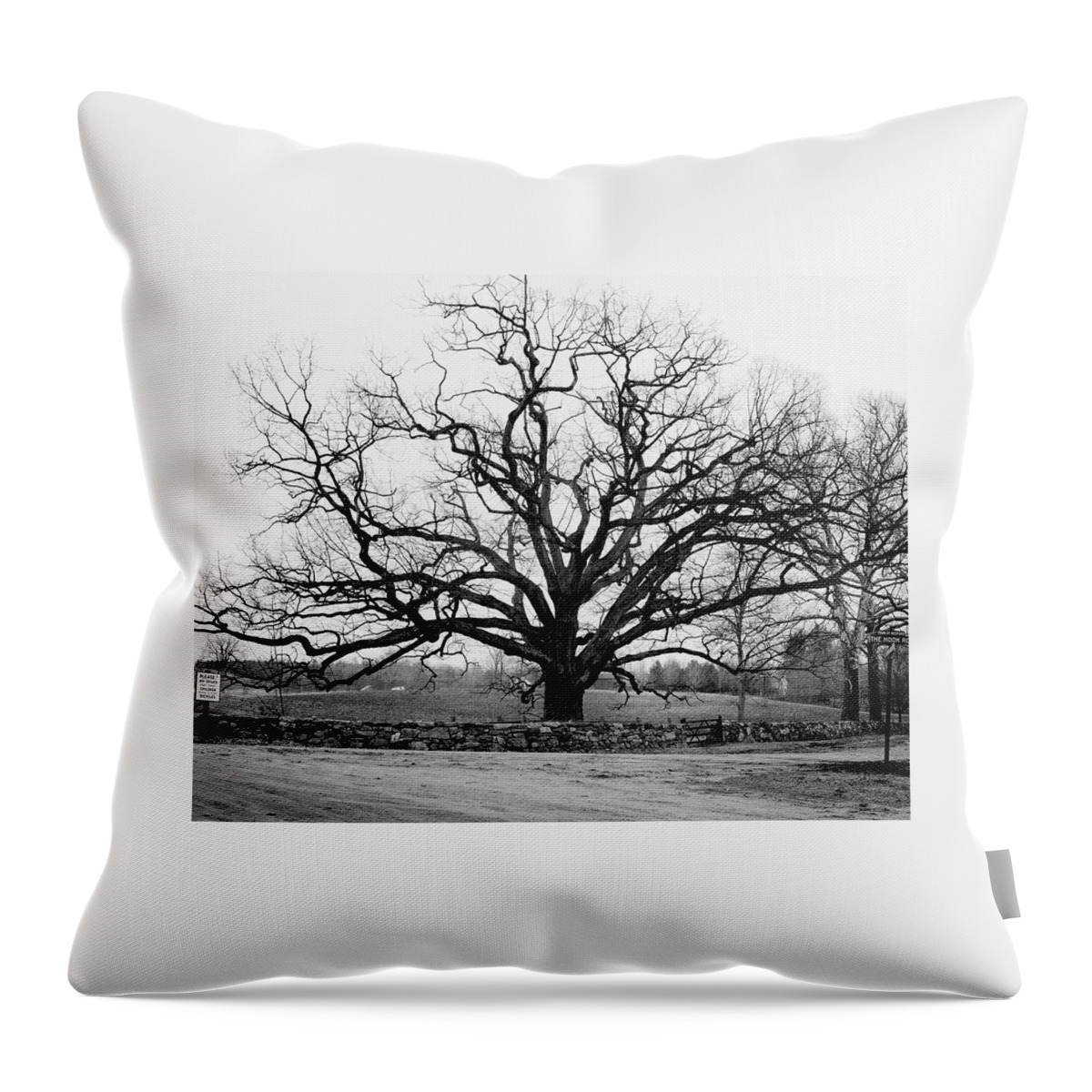 A Bare Oak Tree Throw Pillow