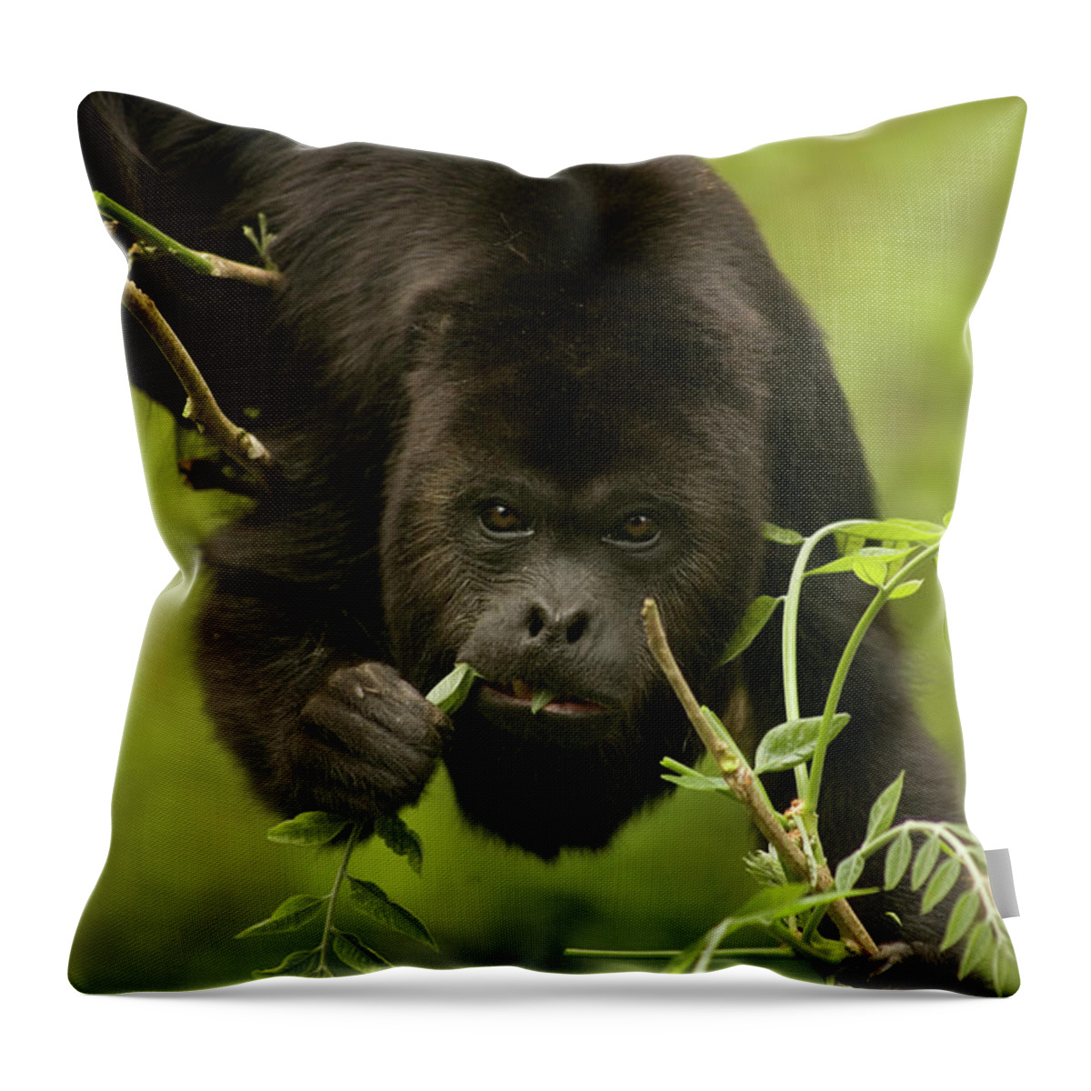 A Black Howler Monkey Eats As It Roams Throw Pillow by Chico Sanchez - Fine  Art America