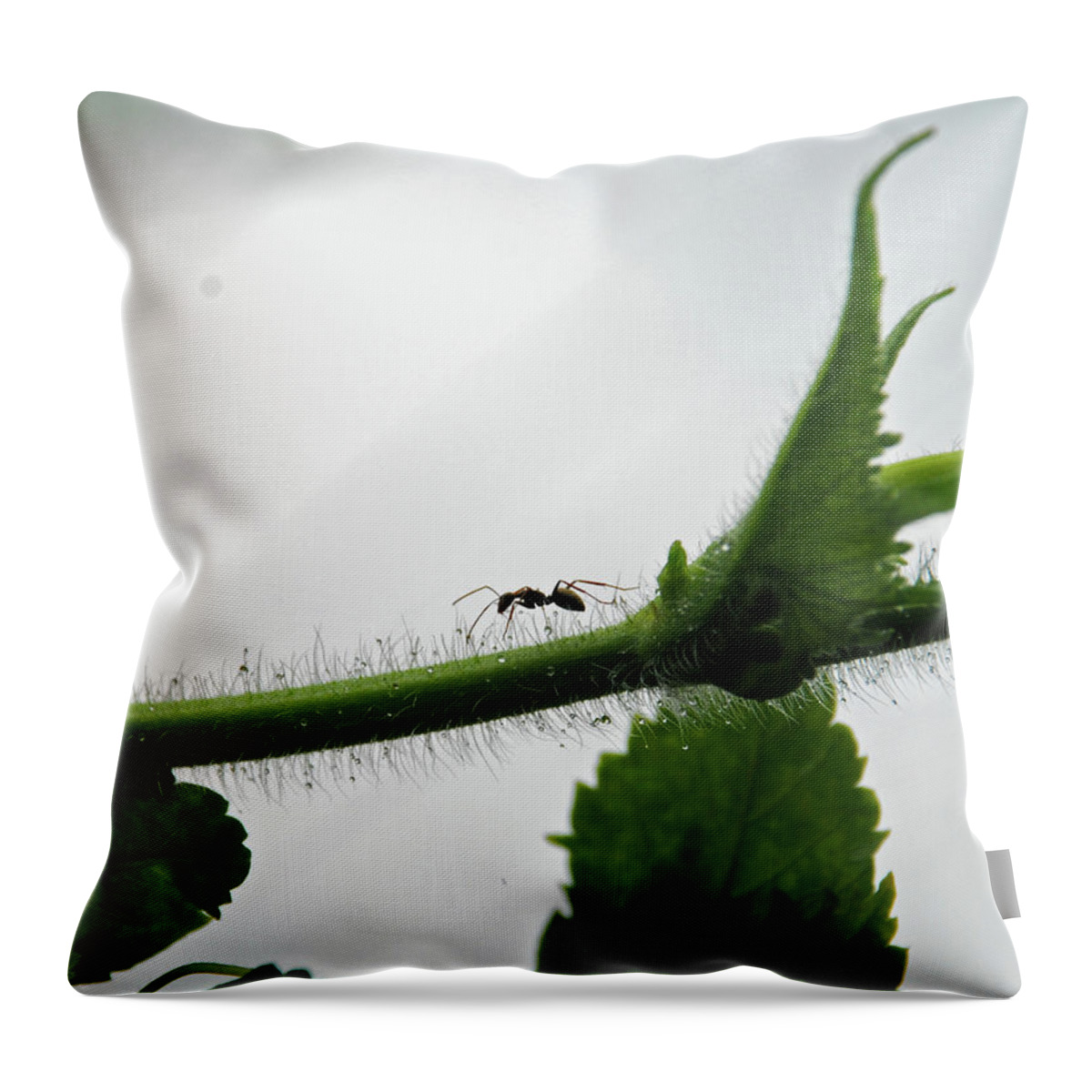 Insect Throw Pillow featuring the photograph A Bugs Life by Gopan G Nair