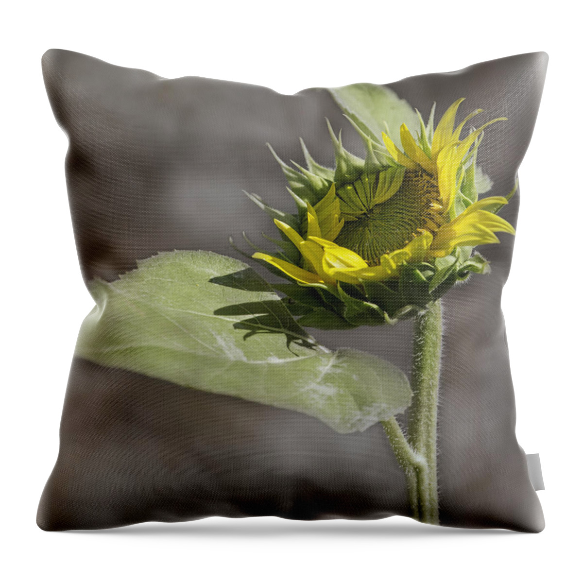 Sunflower Throw Pillow featuring the photograph A New Beginning by Thomas Young