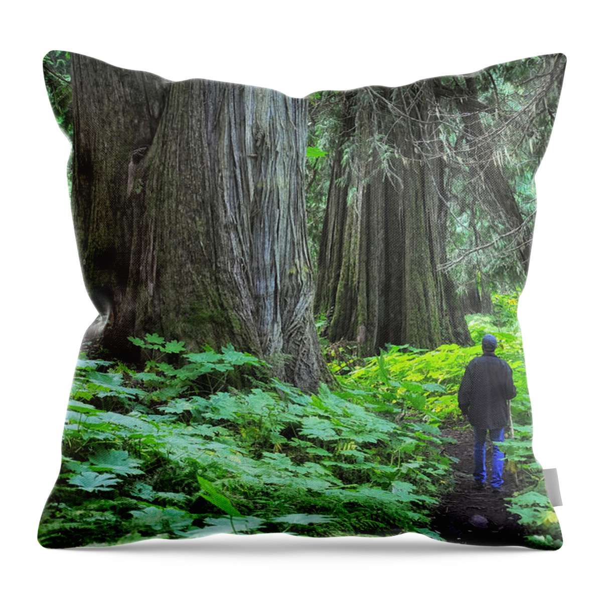 Landscapes Throw Pillow featuring the photograph A Walk in the Ancient Forest by Mary Lee Dereske