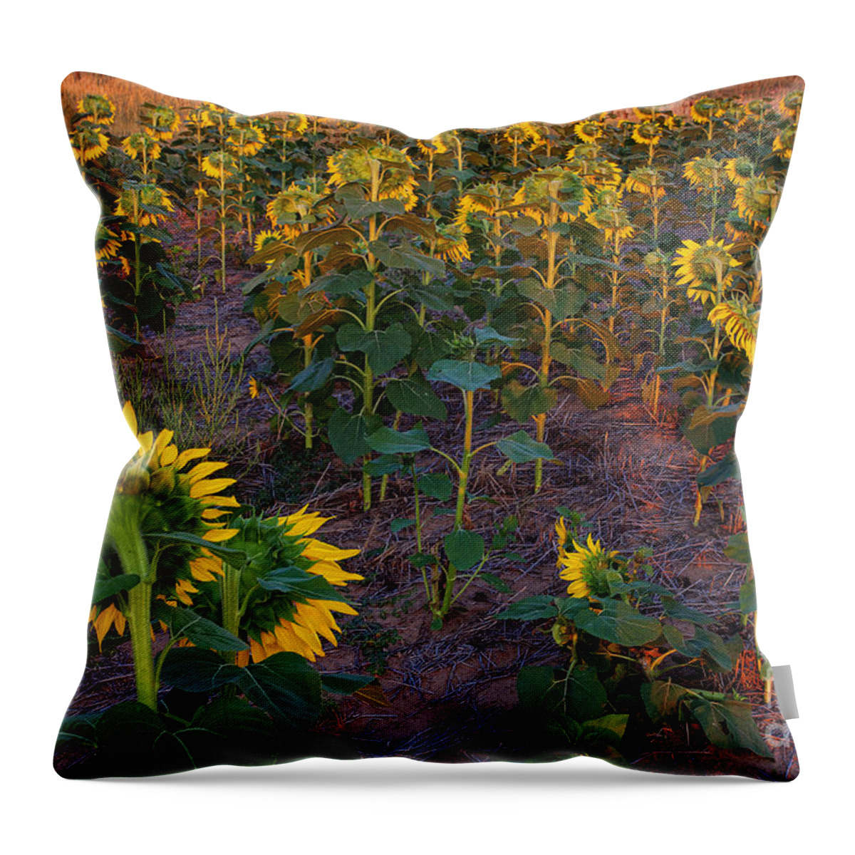 Flowers Throw Pillow featuring the photograph About Face by Jim Garrison