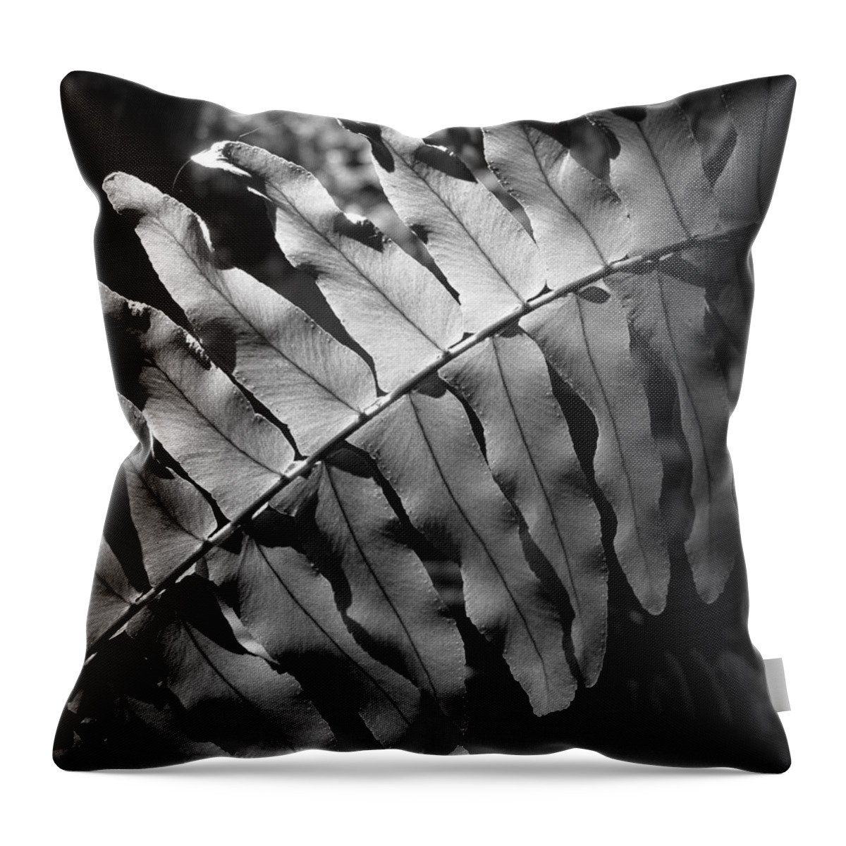 Fern Throw Pillow featuring the photograph Abstract - Botanical Light Play by Richard Reeve