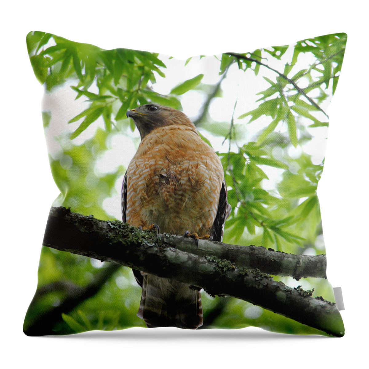 Red Shouldered Hawk Throw Pillow featuring the photograph Adult Red Shouldered Hawk by Jai Johnson