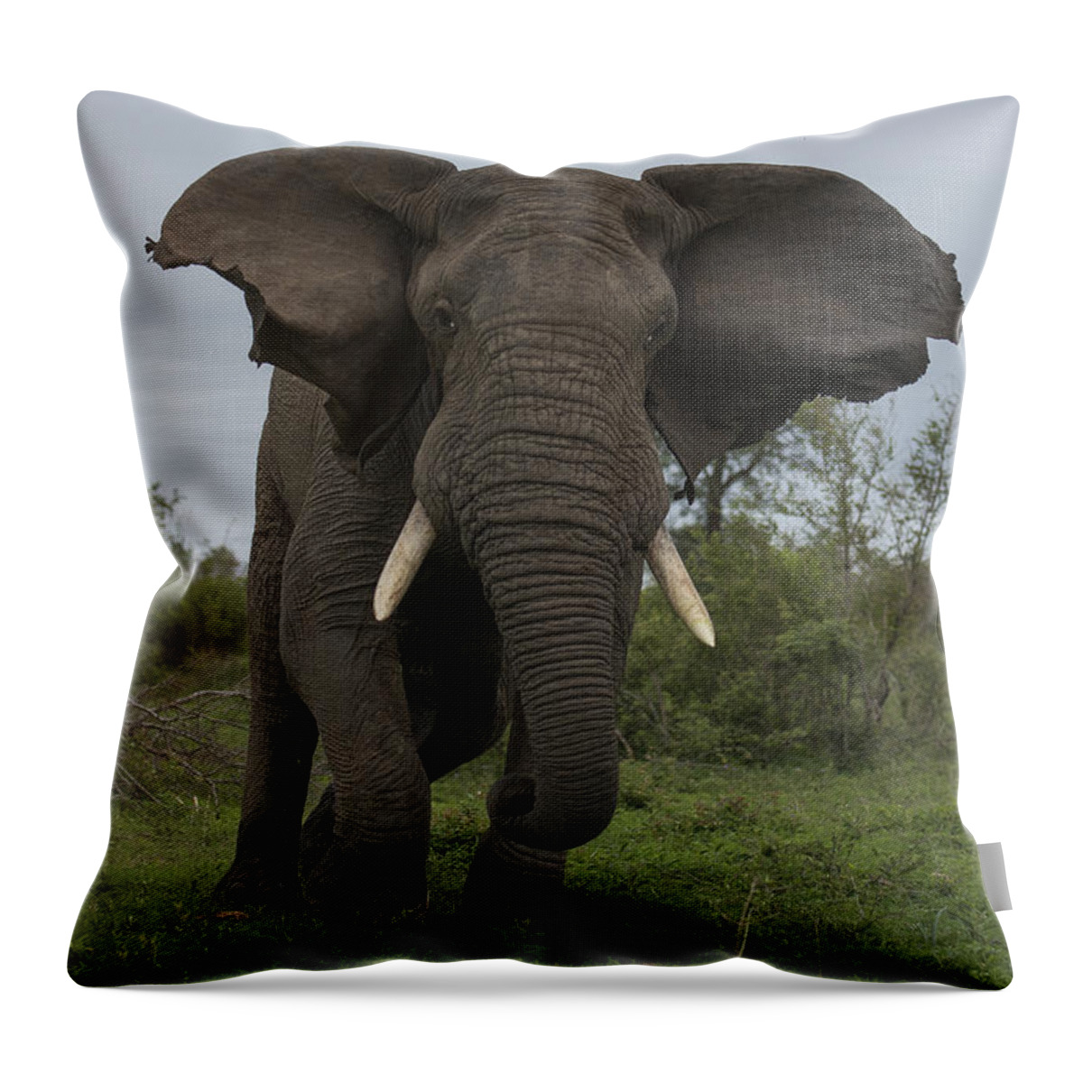 Sergey Gorshkov Throw Pillow featuring the photograph African Elephant Charging Sabi-sands by Sergey Gorshkov