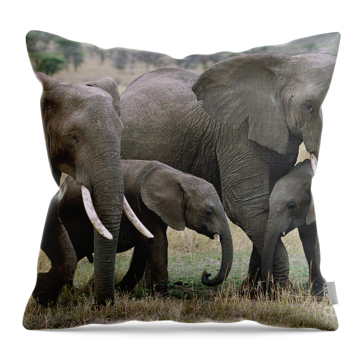 00344769 Throw Pillow featuring the photograph African Elephant Females And Calves by Yva Momatiuk and John Eastcott
