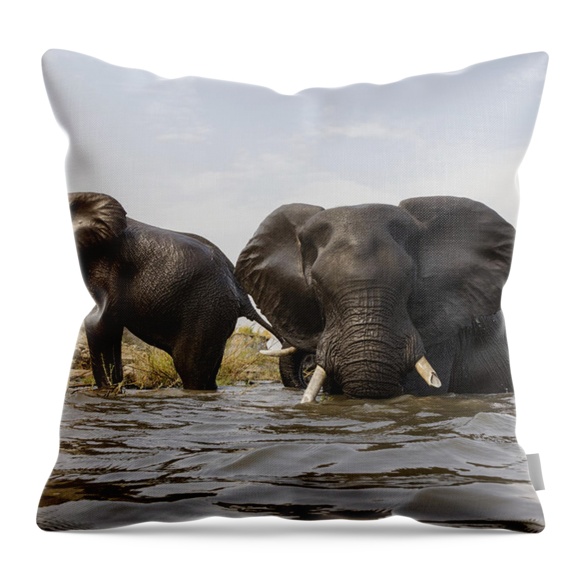 Vincent Grafhorst Throw Pillow featuring the photograph African Elephants In The Chobe River by Vincent Grafhorst