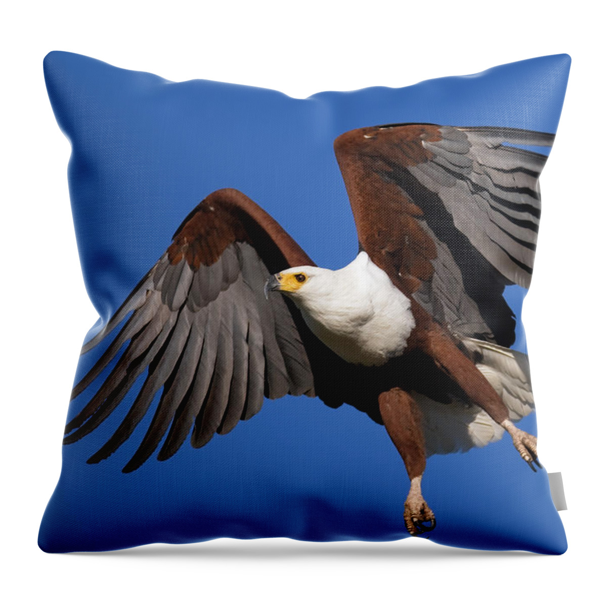Eagle Throw Pillow featuring the photograph African Fish Eagle by Johan Swanepoel