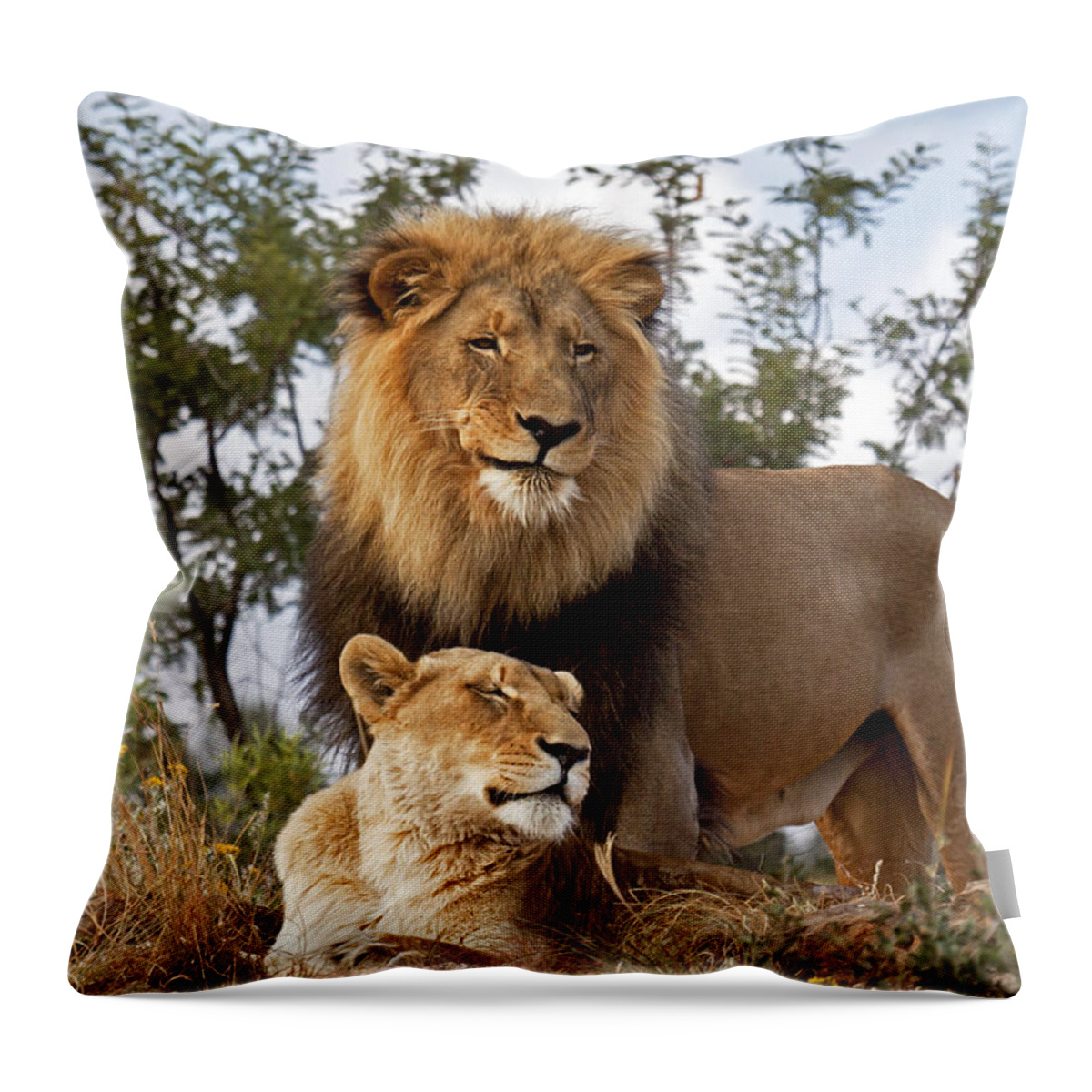 Nis Throw Pillow featuring the photograph African Lion And Lioness Botswana by Erik Joosten