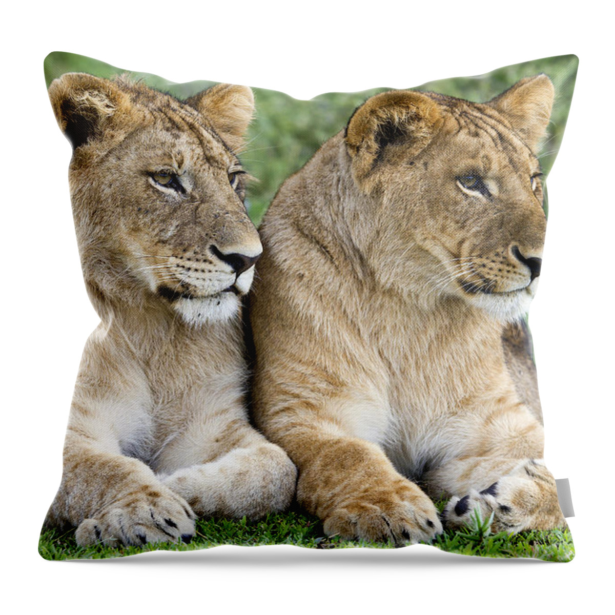 Nis Throw Pillow featuring the photograph African Lion Juveniles Serengeti Np by Erik Joosten
