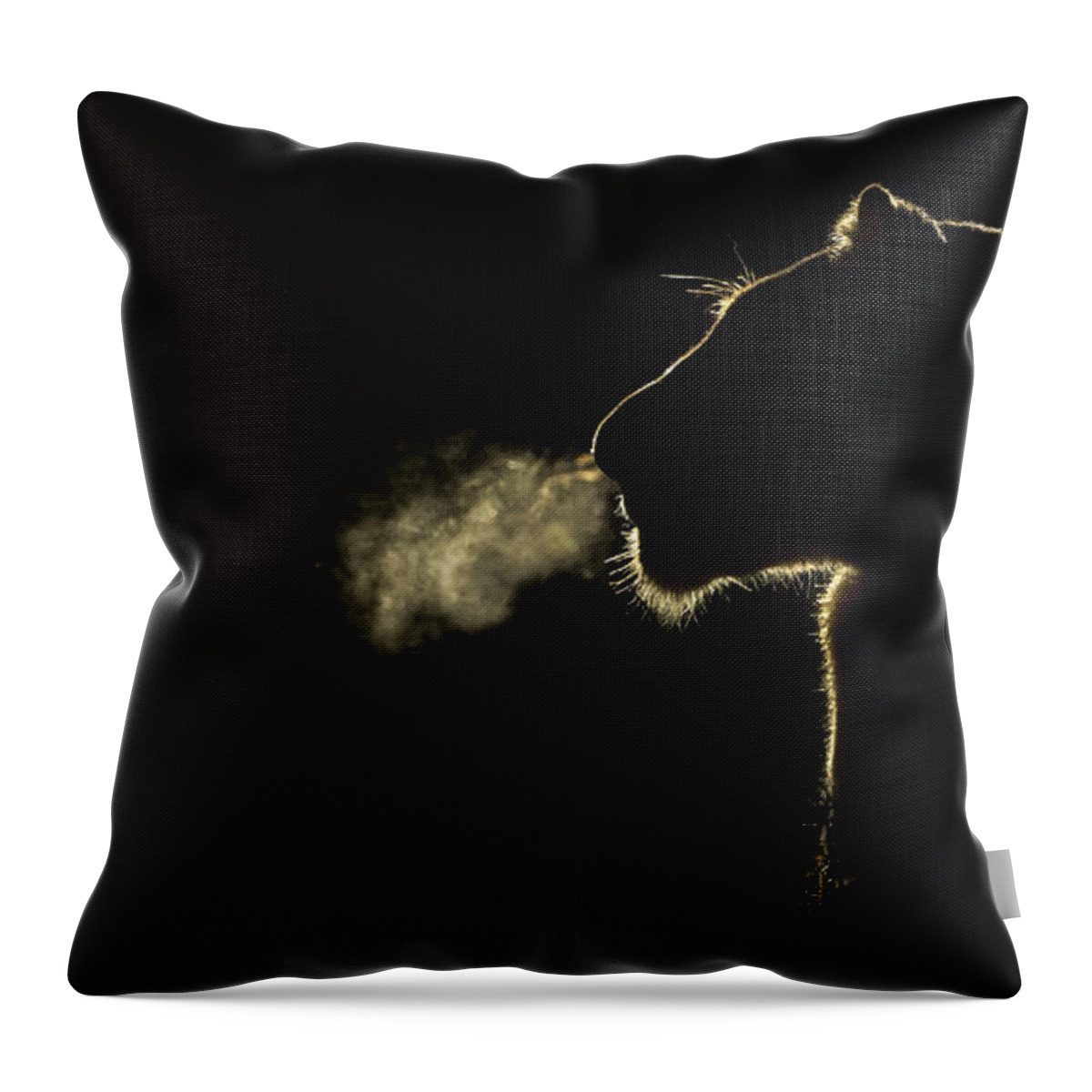 Nis Throw Pillow featuring the photograph African Lioness Breath Sabi Sands South by Brendon Cremer