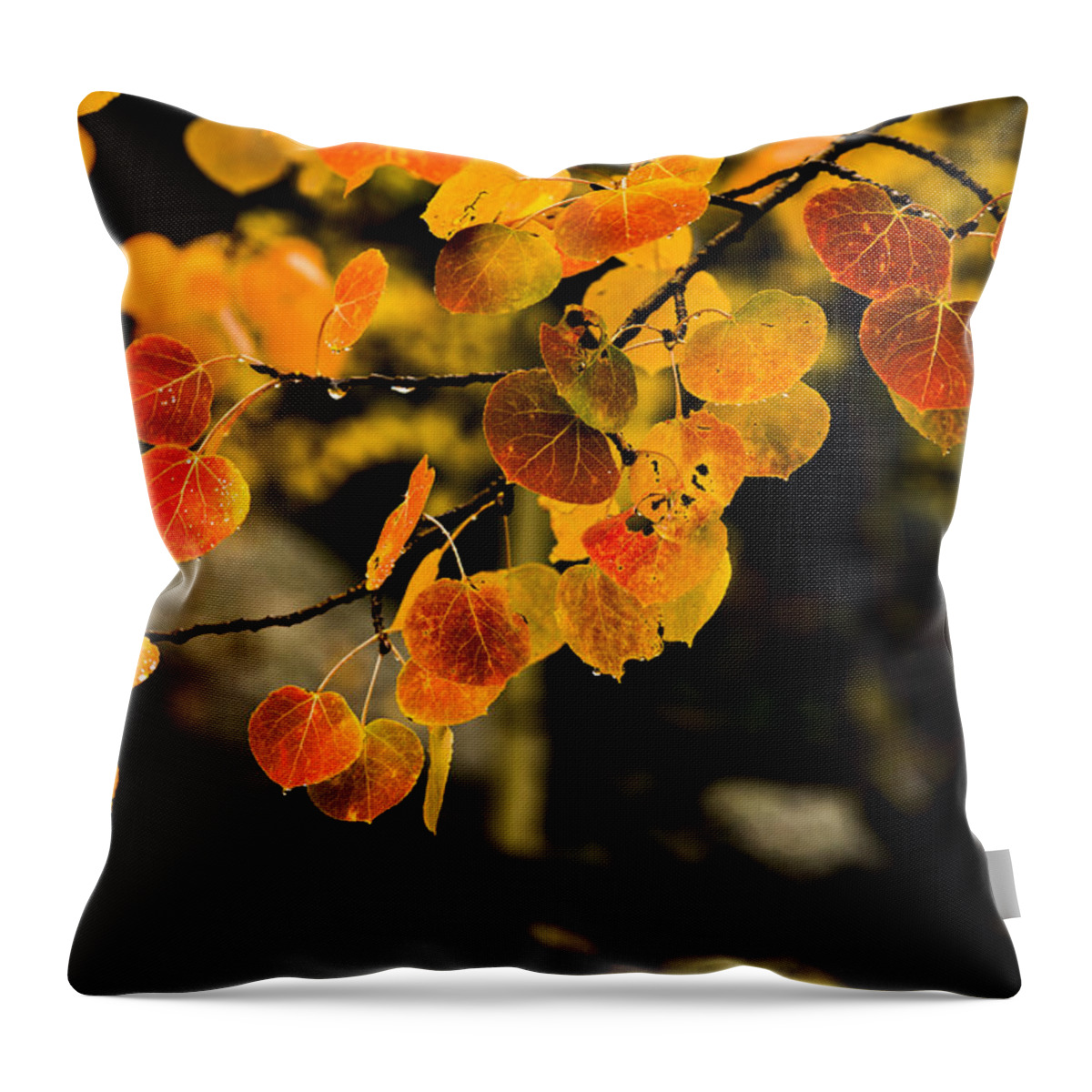 Fall Throw Pillow featuring the photograph After Rain by Chad Dutson