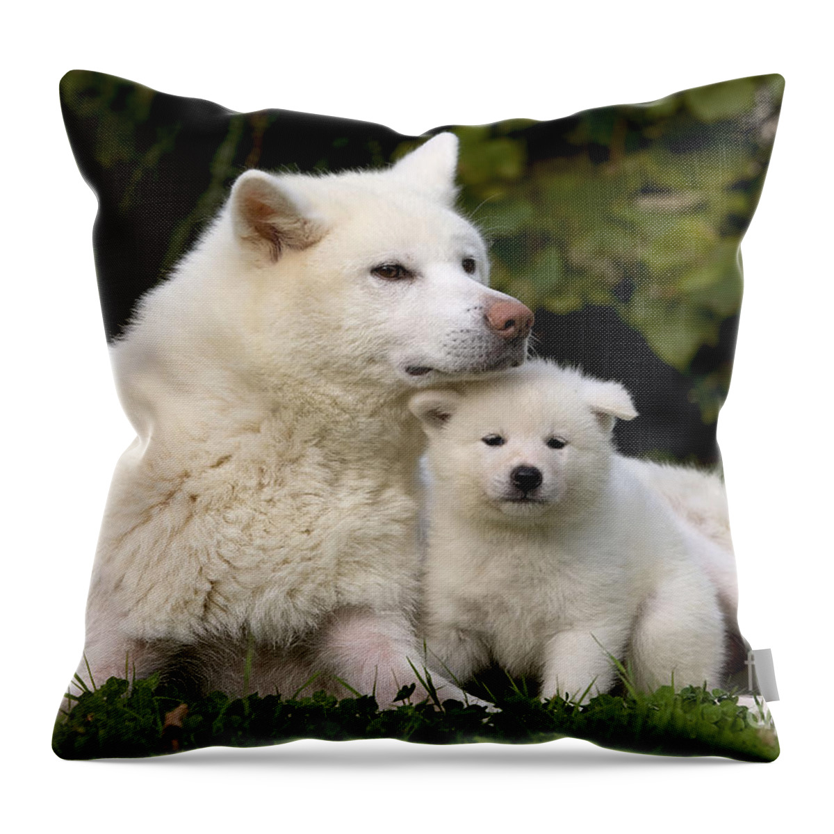 Dog Throw Pillow featuring the photograph Akita Inu Dog And Puppy by Jean-Michel Labat