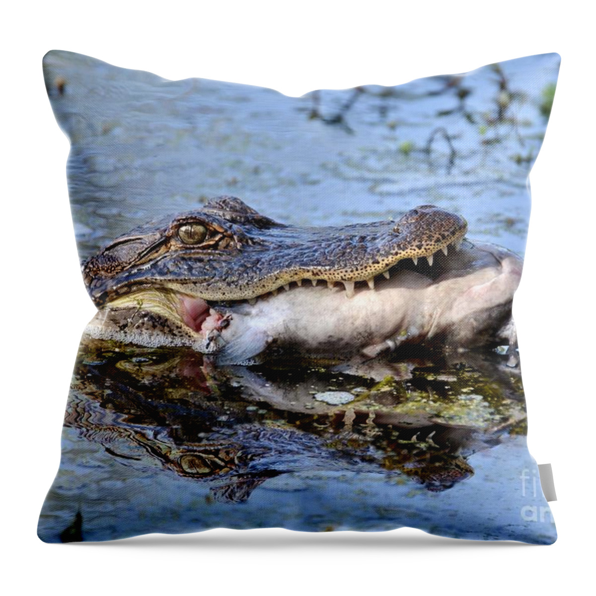 Alligator Throw Pillow featuring the photograph Alligator Catches Catfish by Kathy Baccari