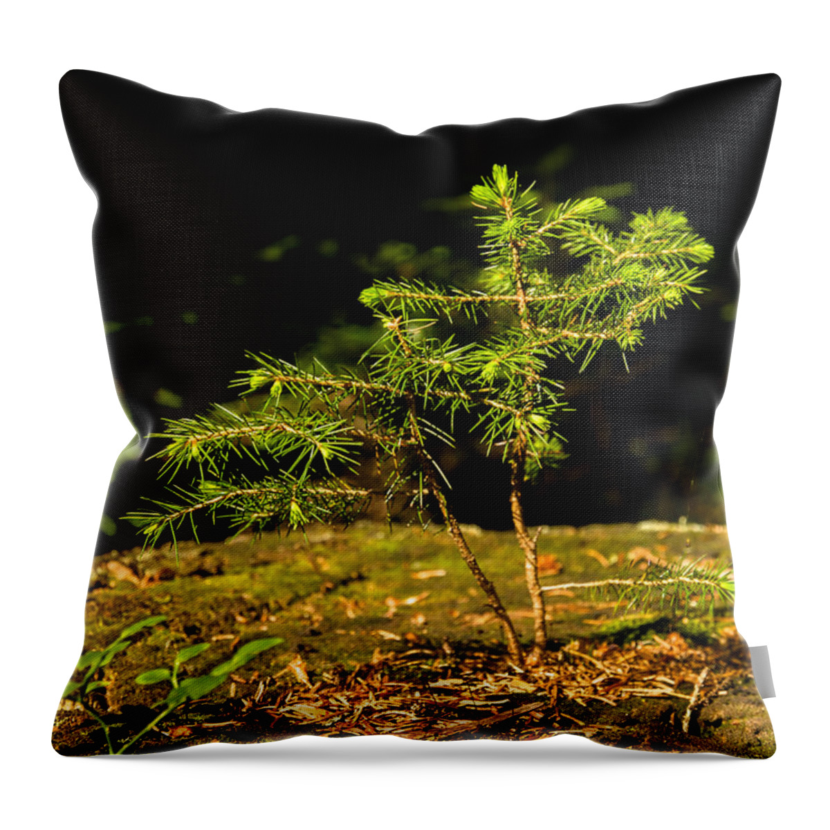 Tree Throw Pillow featuring the photograph Ambitious Spruce by Andreas Berthold