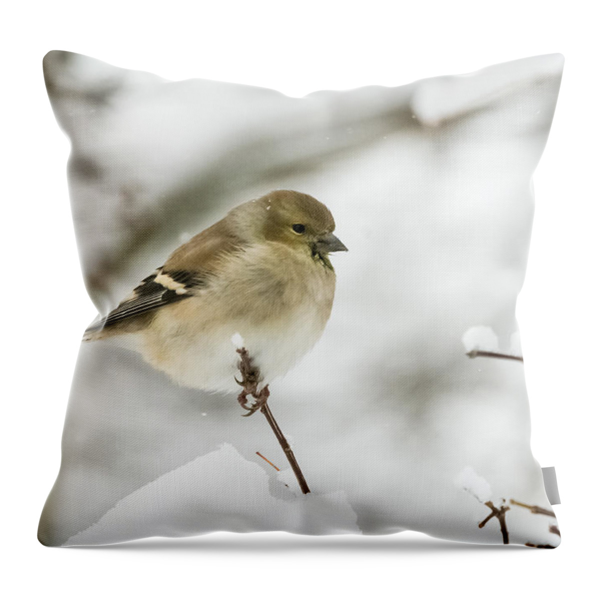 Jan Holden Throw Pillow featuring the photograph American Goldfinch Up Close by Holden The Moment