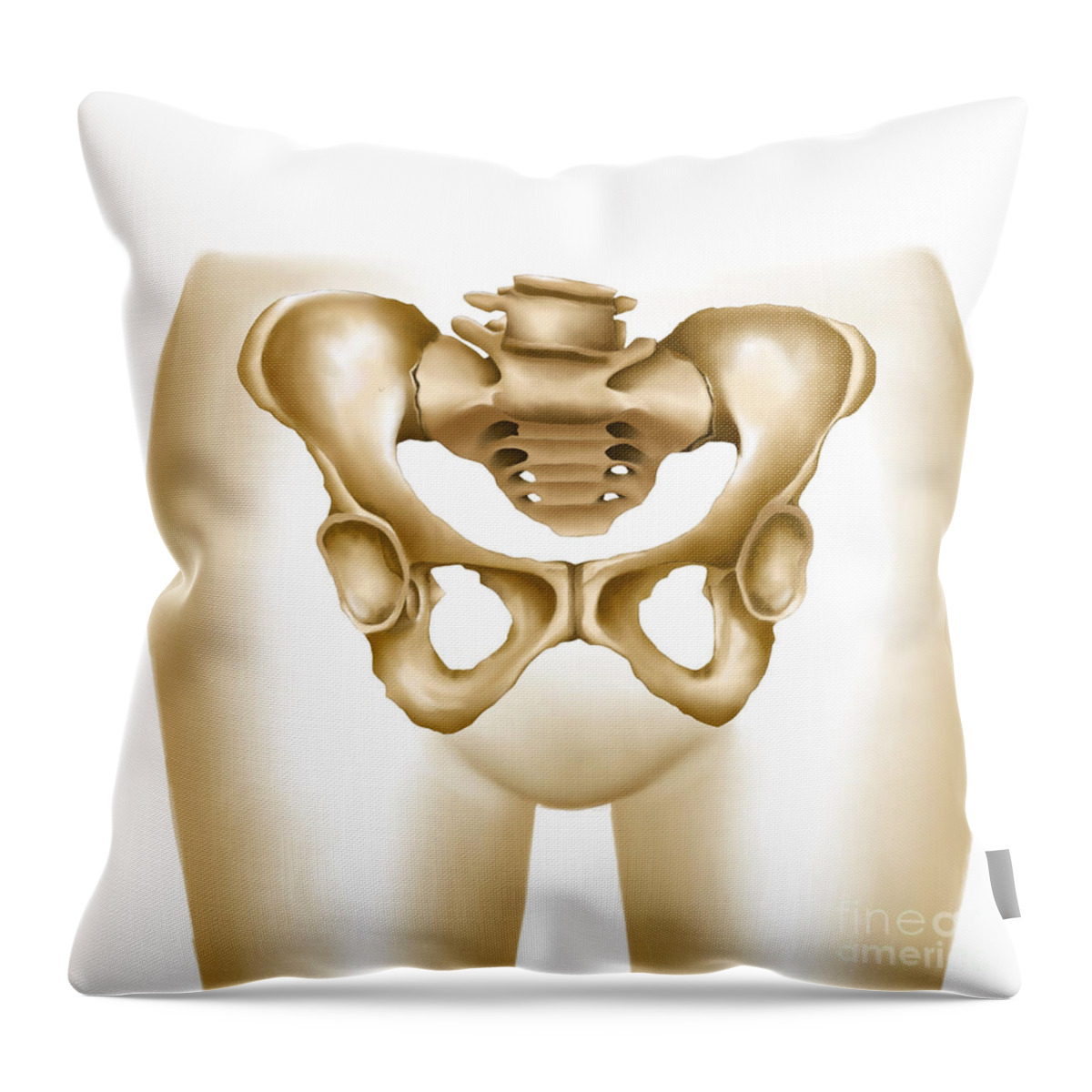 Anatomy Of Female Hips And Pelvic Bones Throw Pillow by Stocktrek Images -  Pixels